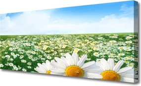 Obraz canvas Dywan Białych Stokrotek