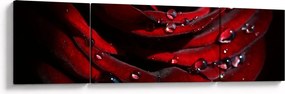 Obraz - Detal róży (170x50 cm)