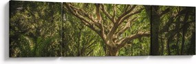 Obraz drzewa (170x50 cm)