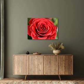 Obraz na szkle kwiatu róży (70x50 cm)