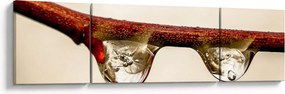 Obraz kropli na gałęzi (170x50 cm)
