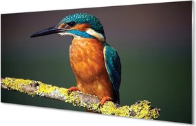 Panel szklany do Kuchni Mały Egzotyczny Ptak