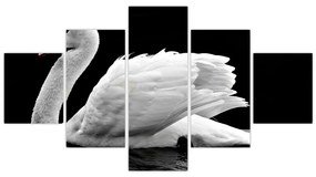 Obraz czarno - białego łabędzia (125x70 cm)