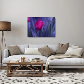 Obraz na szkle pąka tulipana (70x50 cm)