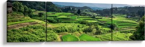 Obraz pól ryżowych (170x50 cm)