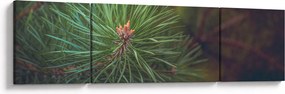 Obraz - Detal sosny (170x50 cm)