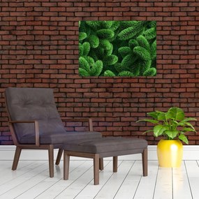 Obraz - Gałązki drzew iglastych (70x50 cm)