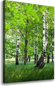 Foto obraz canvas pionowy Las brzozowy