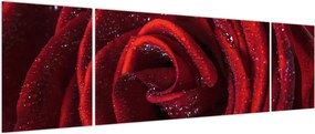 Obraz - Czerwona róża z kroplami rosy (170x50 cm)