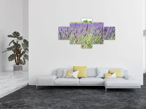 Obraz pola z lawendą (125x70 cm)