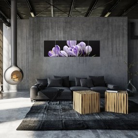 Obraz - Fioletowe krokusy (170x50 cm)
