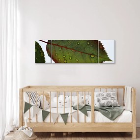 Obraz - Liść róży (170x50 cm)