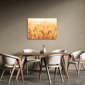 Obraz na szkle - pole z ziarnami (70x50 cm)