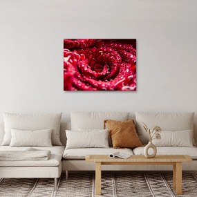 Obraz czerwonego kwiatu róży (70x50 cm)
