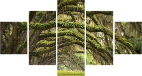 Obraz - Oaks Avenue, Charleston, Karolina Południowa, USA (125x70 cm)