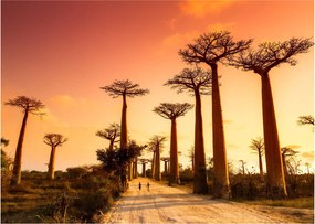 Obraz - Zachód słońca w Baobab Alley (70x50 cm)