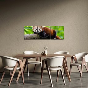 Obraz pandy czerwonej (z zegarem) (90x30 cm)