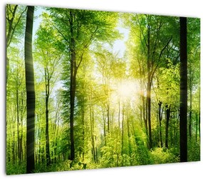 Obraz - Świt w lesie (70x50 cm)