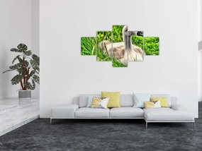 Obraz - mały łabędź w trawie (125x70 cm)