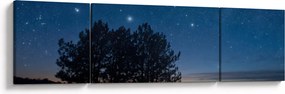 Obraz drzew w nocy (170x50 cm)