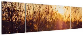Obraz pola o zachodzie słońca (170x50 cm)