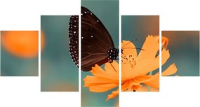 Obraz - motyl na pomarańczowym kwiatku (125x70 cm)
