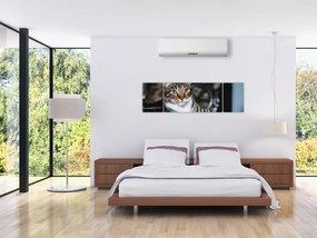 Obraz kota (170x50 cm)