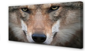 Obraz na płótnie Oczy Wilka w Zbliżeniu