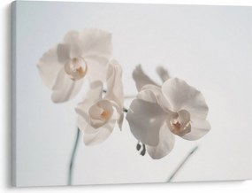 Obraz białej orchidei (70x50 cm)
