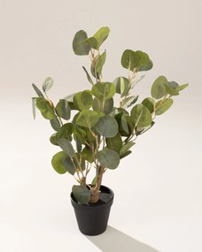 Eukaliptus Mini w doniczce 50 cm