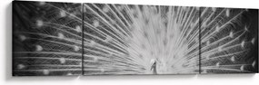 Obraz - Biały paw (170x50 cm)