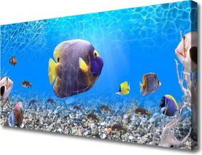 Zdjęcie na płótnie Złota Rybka w Tonii