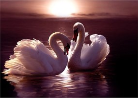 Obraz - Łabędzie na jeziorze (70x50 cm)