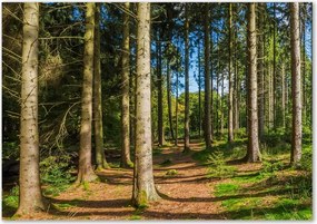 Foto obraz szkło hartowane Panorama lasu