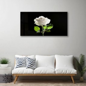 Fotoobraz na płótnie Herbaciana Róża w Ogrodzie