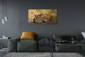 Obraz na płótnie Tygrysy w Dżungli