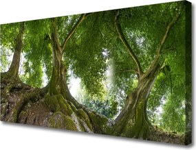 Obraz canvas Korony Rozłożystych Drzew