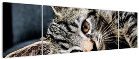 Obraz - Kotek (170x50 cm)