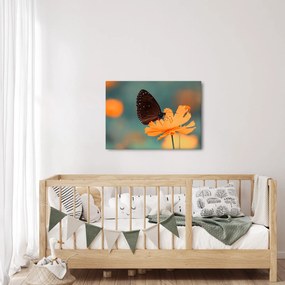 Obraz - motyl na pomarańczowym kwiatku (70x50 cm)