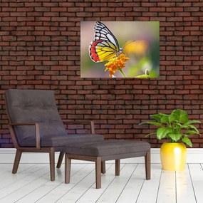 Obraz na szkle motyla na kwiatku (70x50 cm)