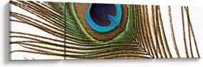 Obraz pawich piór (170x50 cm)