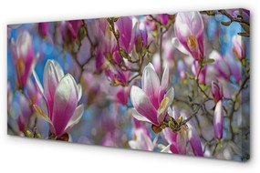 Obraz na płótnie Magnolia drzewa