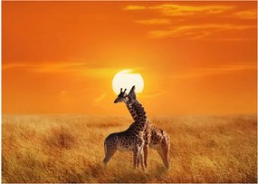 Obraz na szkle - Żyrafy w Parku Narodowym Serengeti (70x50 cm)