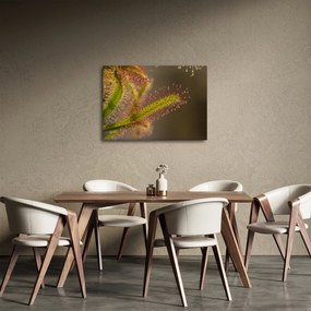 Obraz rośliny (70x50 cm)