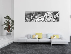 Obraz - Stokrotki (170x50 cm)