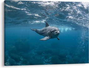 Obraz - Delfin pod wodą (70x50 cm)