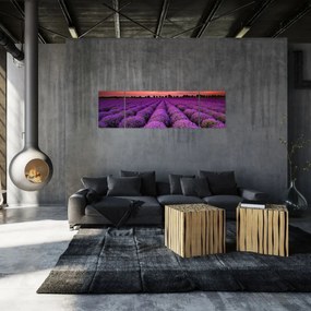 Obraz - Pole lawendy (170x50 cm)