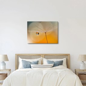 Obraz - Makro kwiat (70x50 cm)