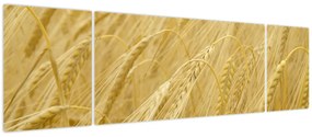 Obraz - Jęczmień (170x50 cm)