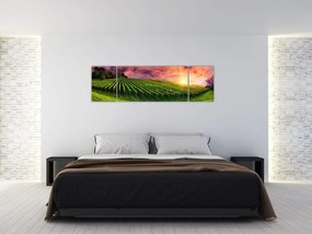 Obraz winnicy z kolorowym niebem (170x50 cm)